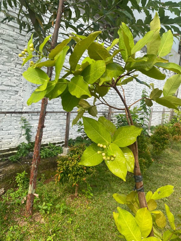 Pohon jambu air di sisi selatan lapangan